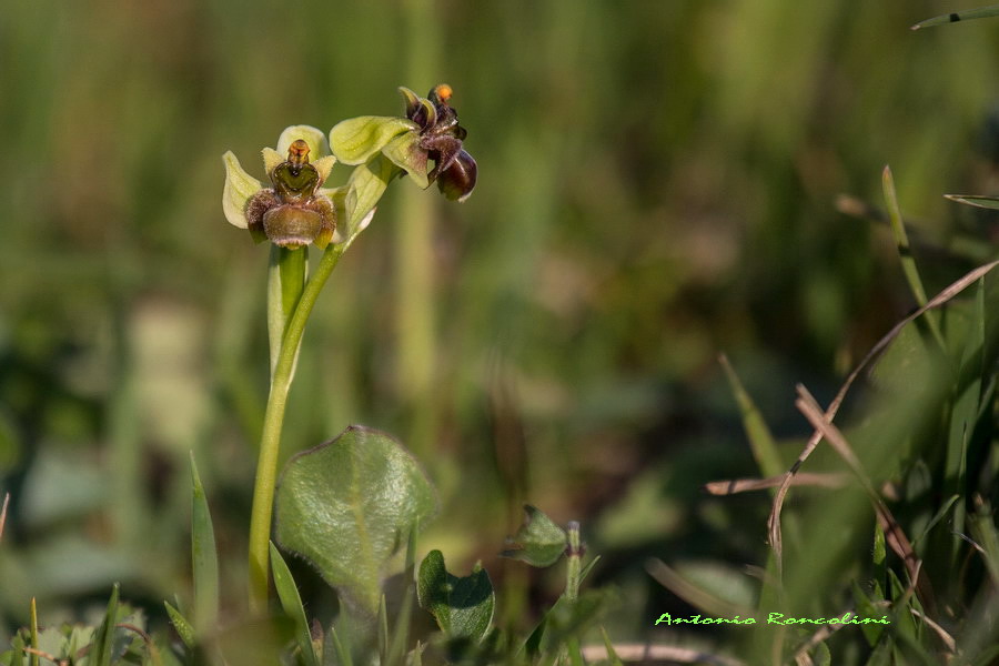 Orchidee Monte Argentario